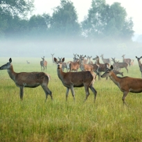 разведение благородных оленей муфлонов лани Польша