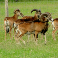 briežu audzētava dambriežu muflonu stalbriežu rančo