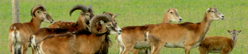 Élevage de cerfs élaphes daims et mouflons ranch Plawin